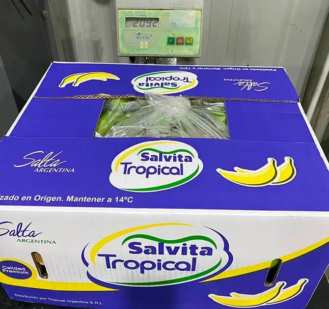 Normativa bananera: Salta exige a Nación una reunión técnica por los controles fitosanitarios